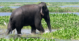 Indian Army generates unique ecosystem for peaceful co-existence with wild elephants in Amchang Wildlife Sanctuary